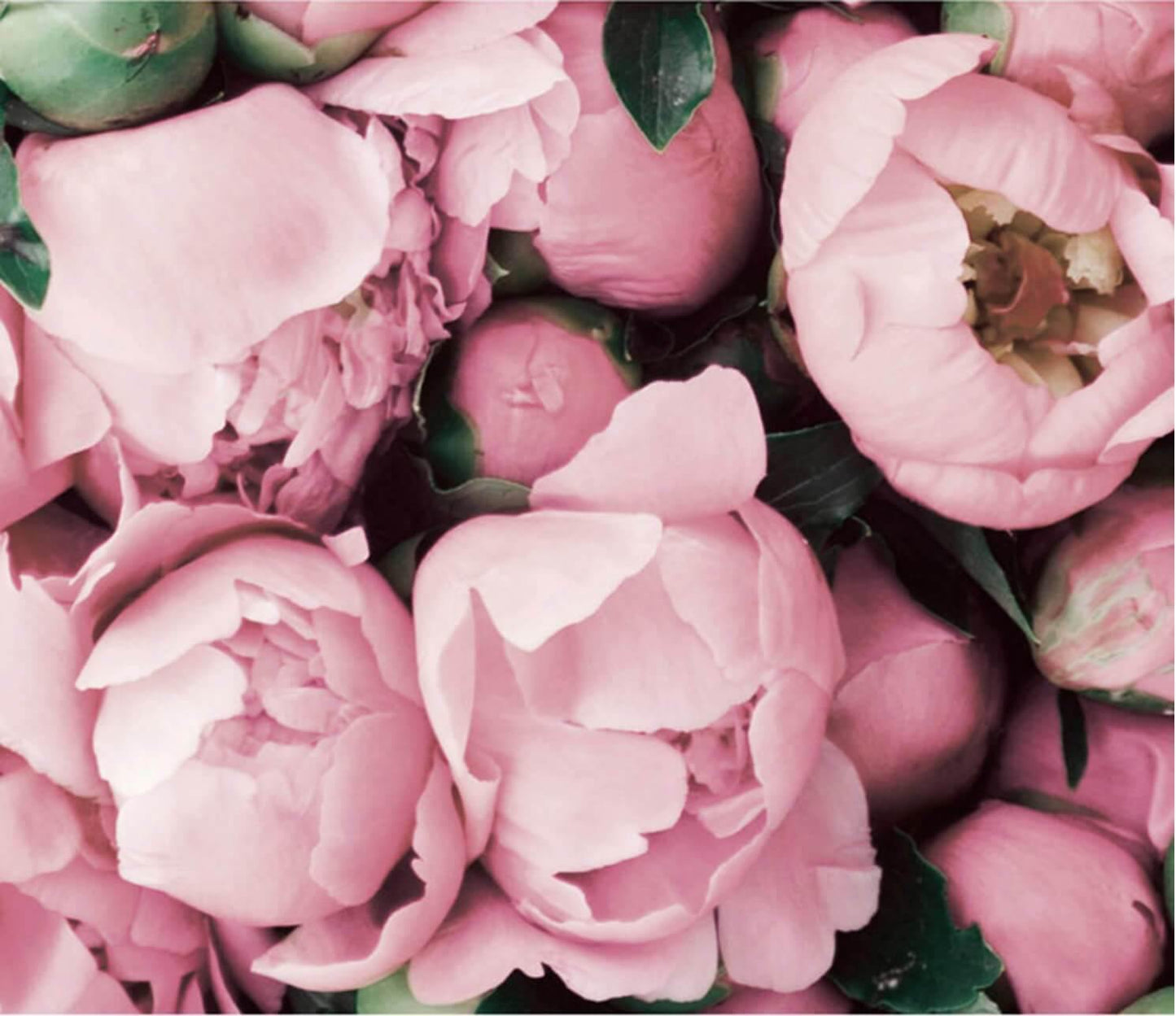 Pink Flamingo Print Canvas - Nordic Side -