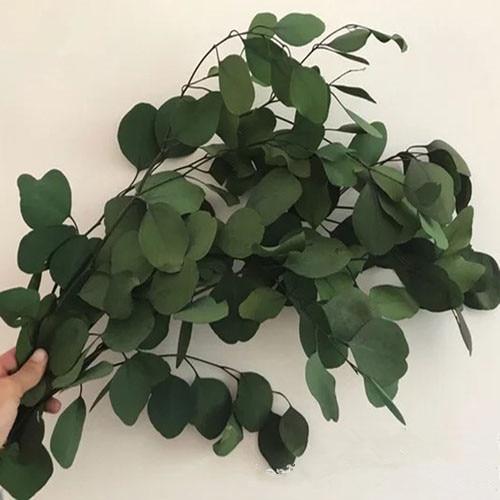 Natural Preserved Eucalyptus Bouquet - Natural & Long-Lasting