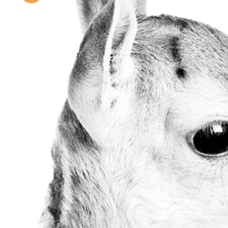 Baby Deer - Nordic Side -