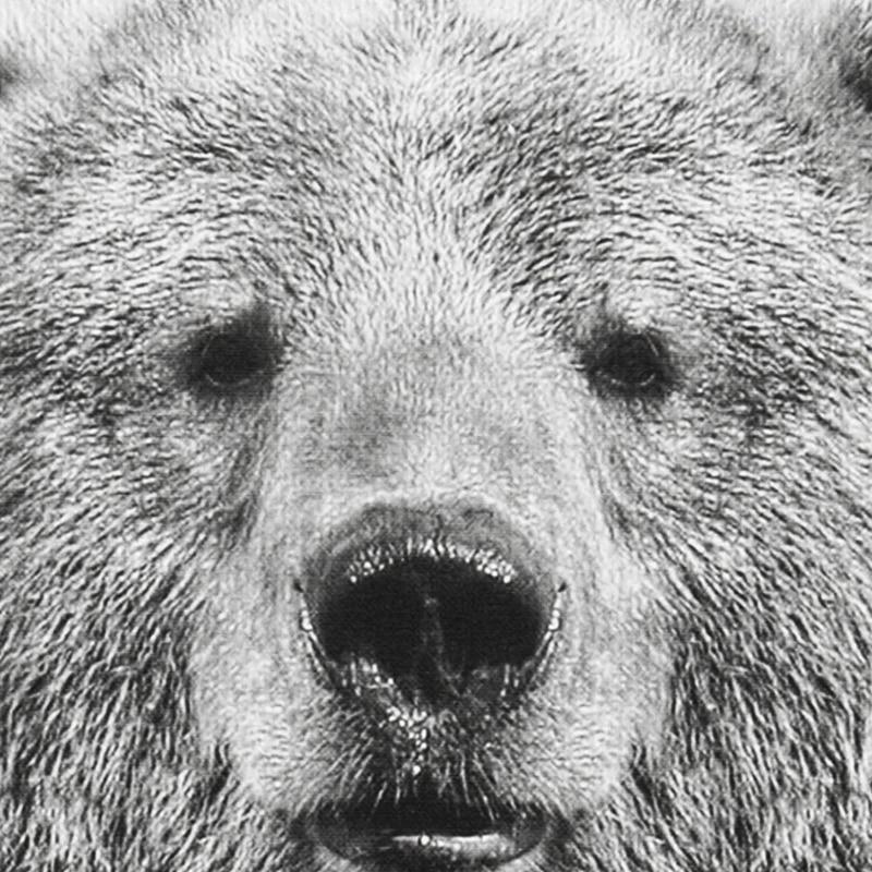 Black & White Wild Animal - Nordic Side -