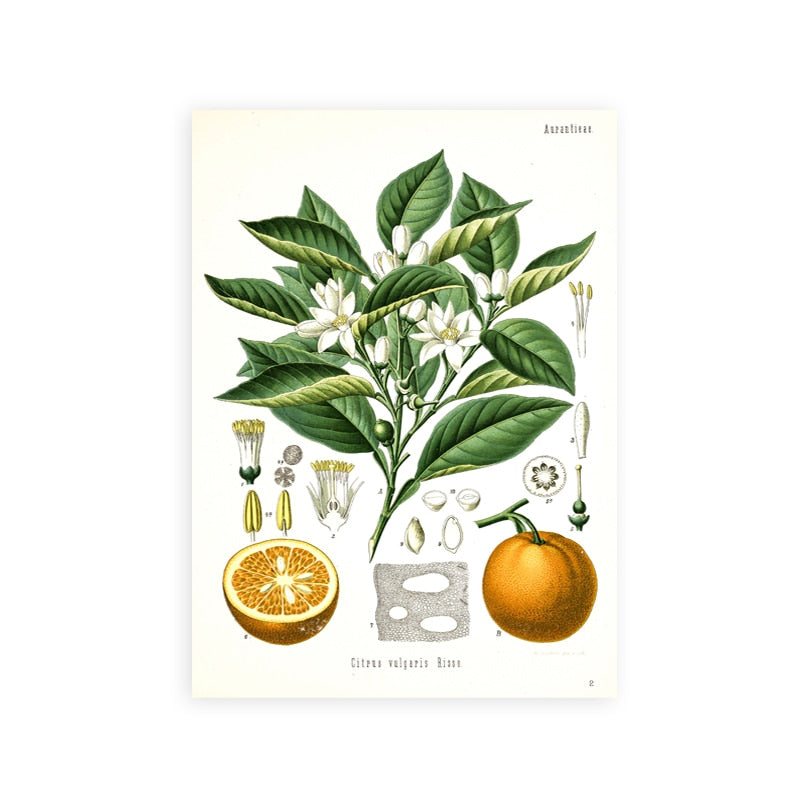 "Dahlia" Vintage Botanical Prints Canvas Collection