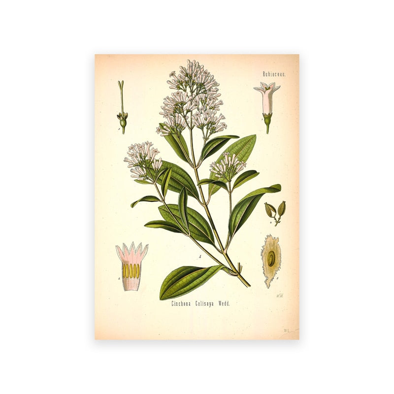 "Dahlia" Vintage Botanical Prints Canvas Collection