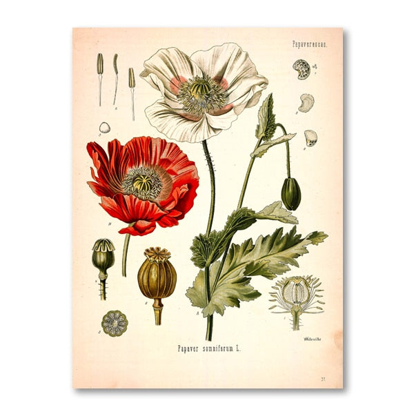 "Dahlia" Vintage Botanical Prints Canvas Collection