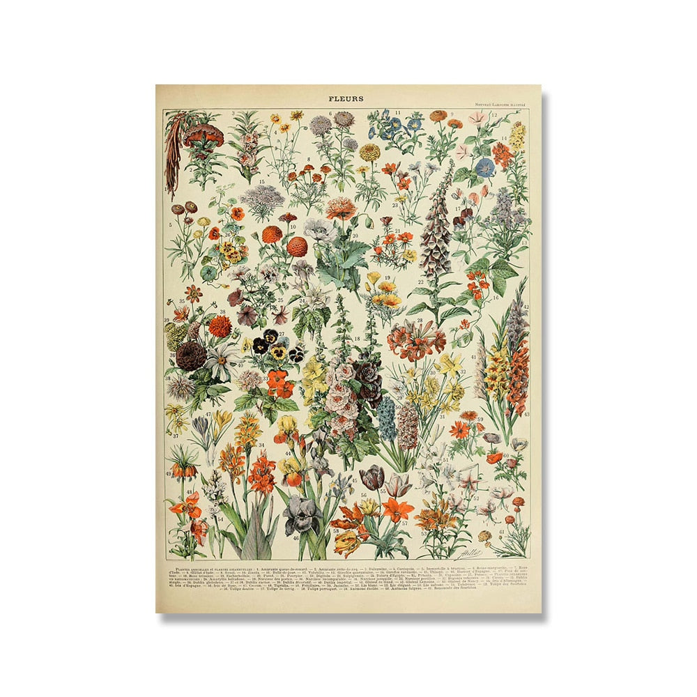 "Lemmikki" Vintage Botanical Prints Canvas Collection