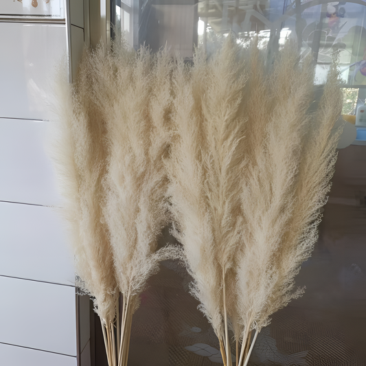 Large Fluffy White Pampas Grass Bundle | Dried Florals | NordicAbode.com