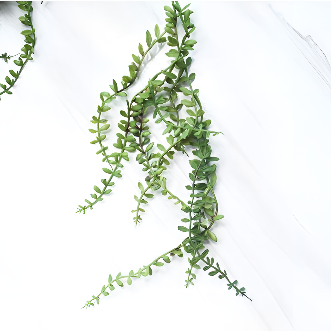 Pearl Hanging Pearl Vine Spray | Botanical Decor | NordicAbode.com