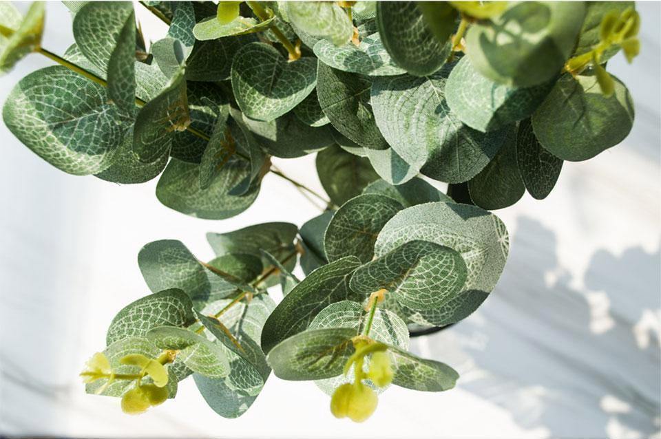 Four Branches of Eucalyptus - Nordic Side - 