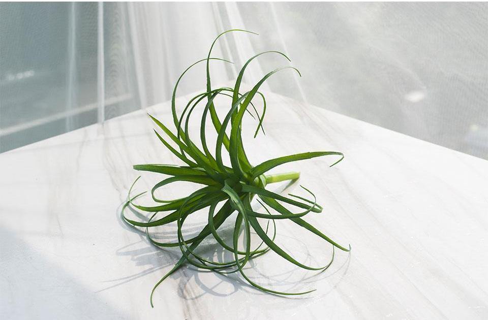 Artificial Air Plant - Nordic Side - 