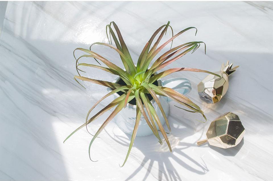 Artificial Air Plant - Nordic Side - 