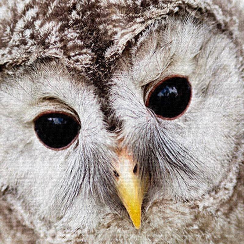 Panda & Owl - Nordic Side - 