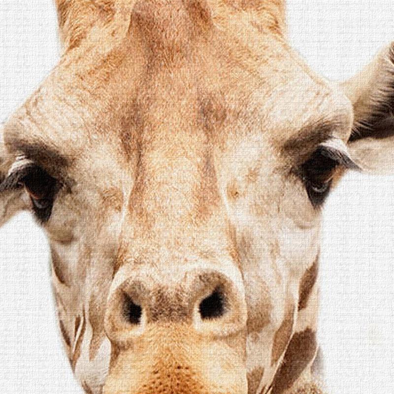 Bear & Giraffe - Nordic Side - 