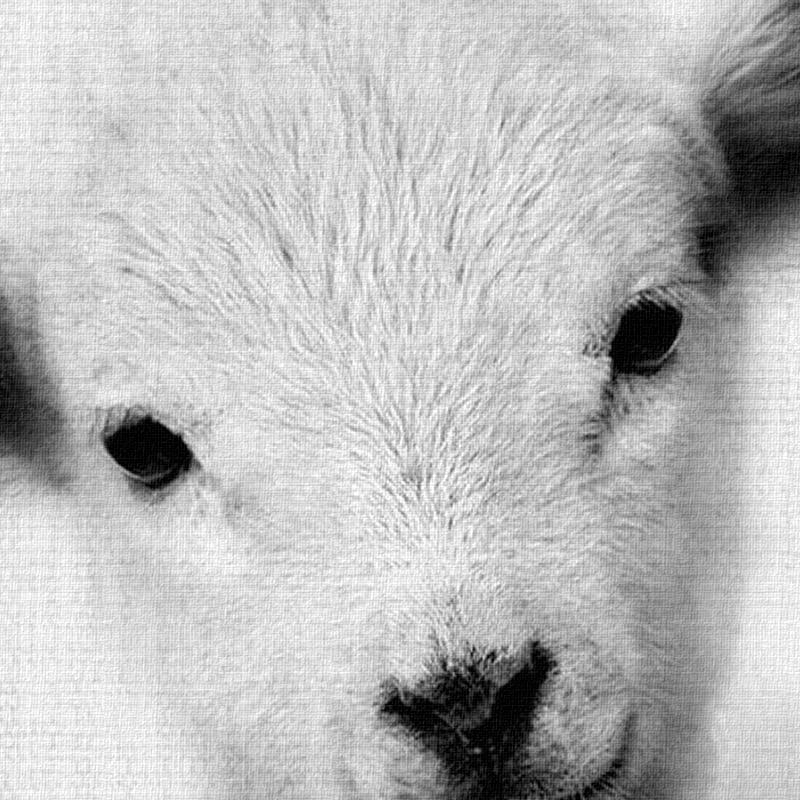 Nordic Animals - Nordic Side - 