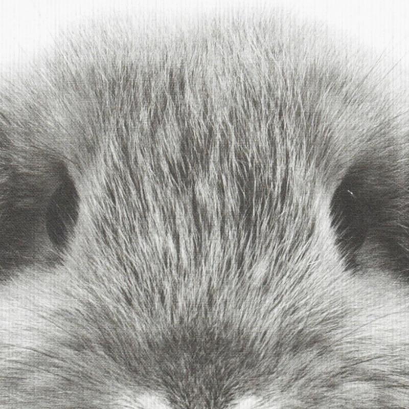 Fluffy Baby Animals - Nordic Side - 