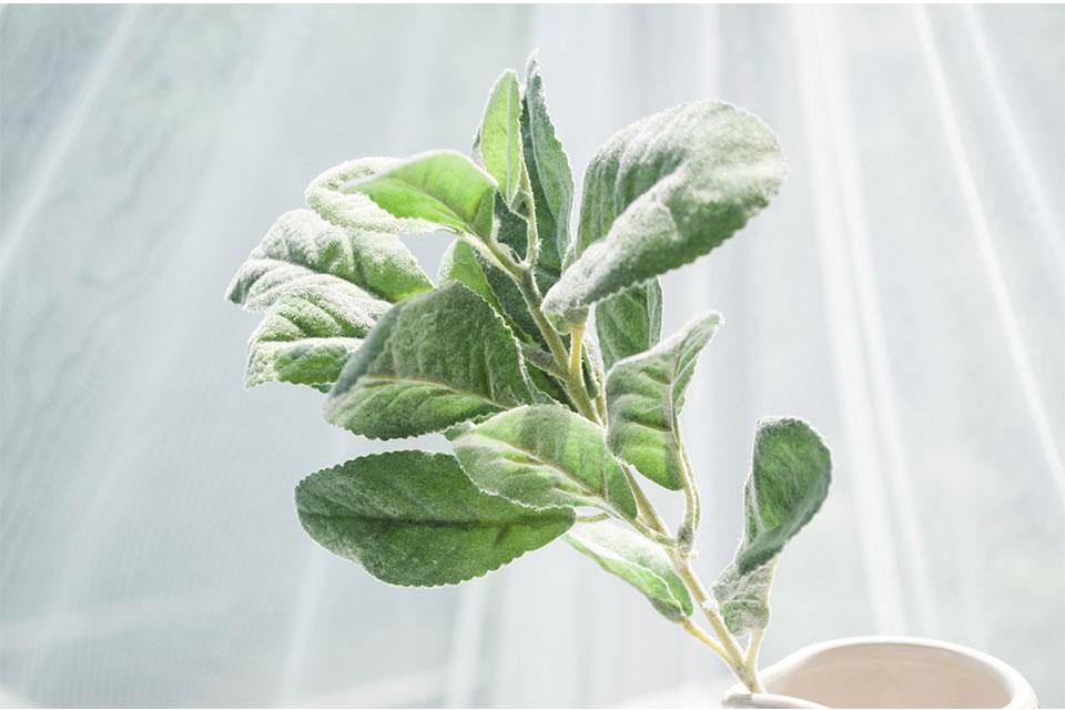 Flocked Lamb Ear Leaf - Nordic Side - 