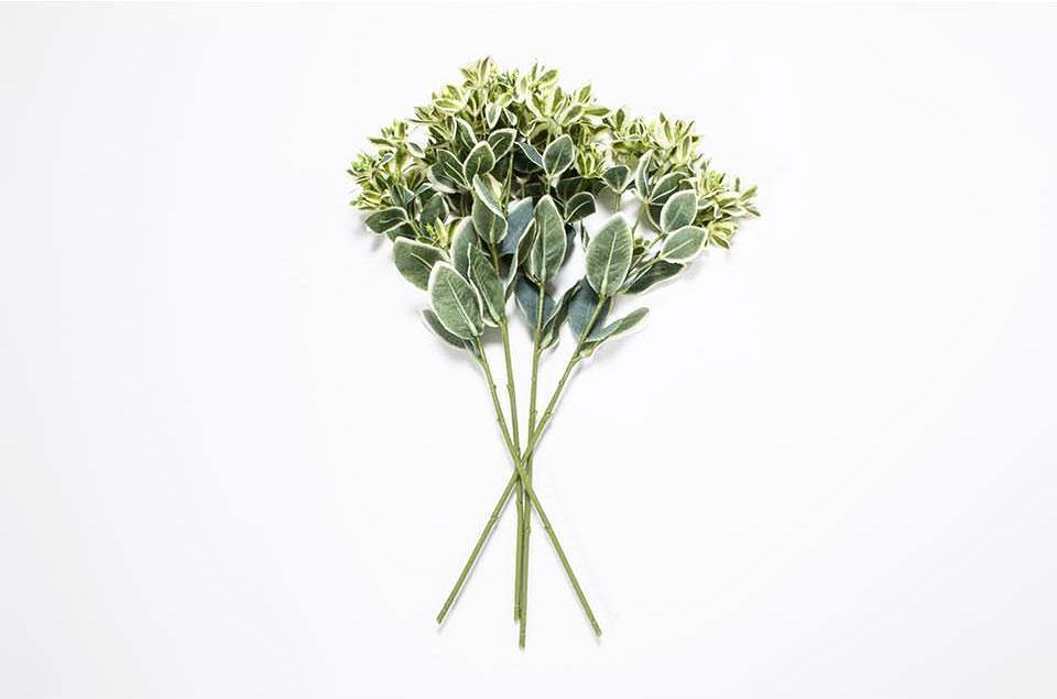 Euphorbia Marginata Branch - Nordic Side - 