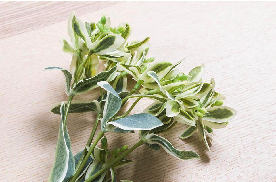 Euphorbia Marginata Branch - Nordic Side - 