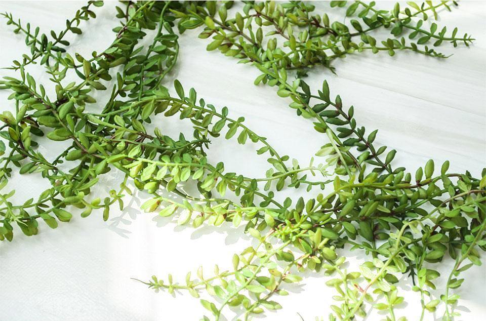 Pearl Hanging Spray - Nordic Side - 