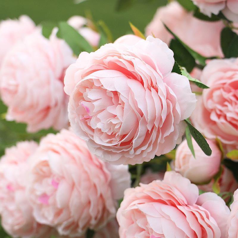 Three-head Peony - Nordic Side - 