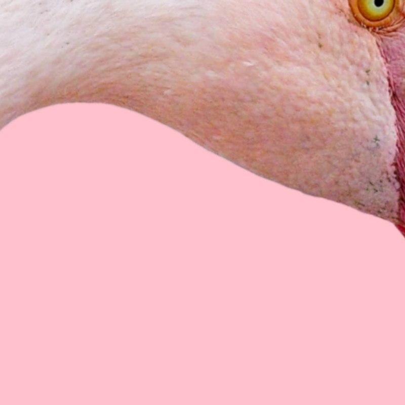 Pink Flamingo - Nordic Side - 