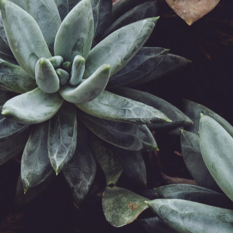 Multi Cactus Wall Art - Nordic Side - 